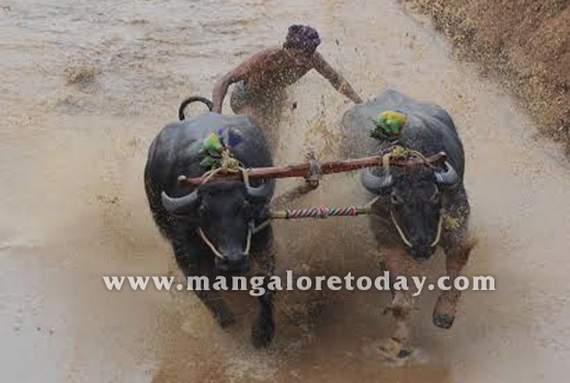 Arasu Kambala ..